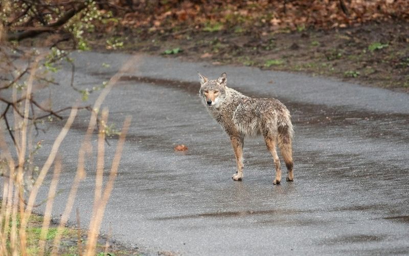 Sun Valley Coyote Warning: Protect Your Dogs