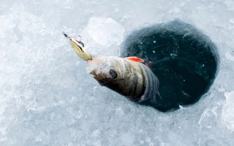 Helena, MT Area Reservoirs Fishing Report 1.26.26