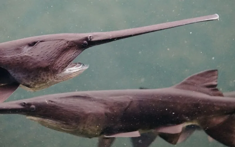 Yellow tag paddlefish phone creel survey completed