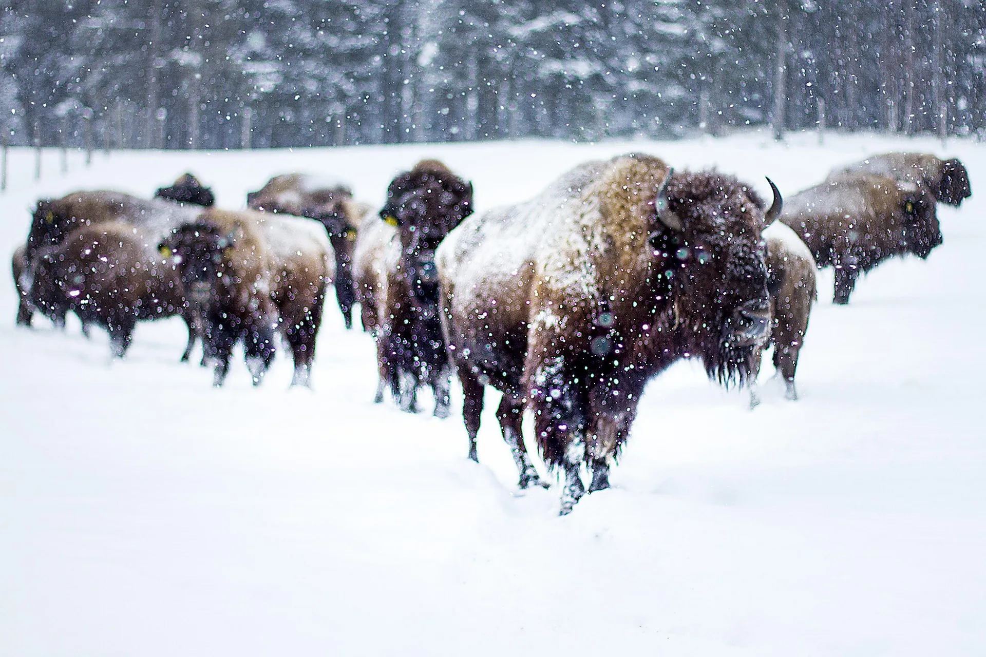 Attorney General Knudsen issues statement on BLM’s proposed bison grazing permit cancellation
