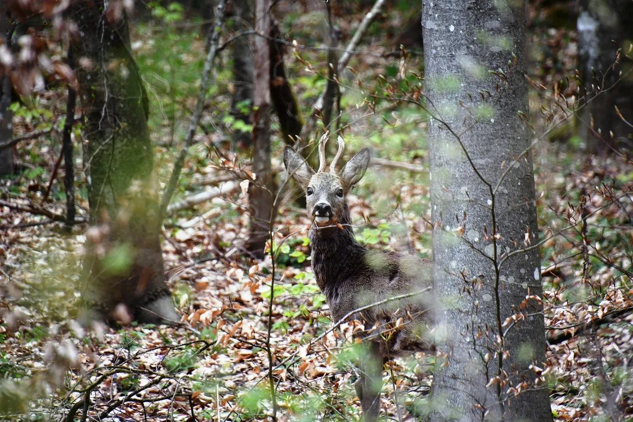 Deer Hunting Checklist: Gear, Licenses, Safety, and Field Dressing Essentials for a Smooth, Legal Hunt