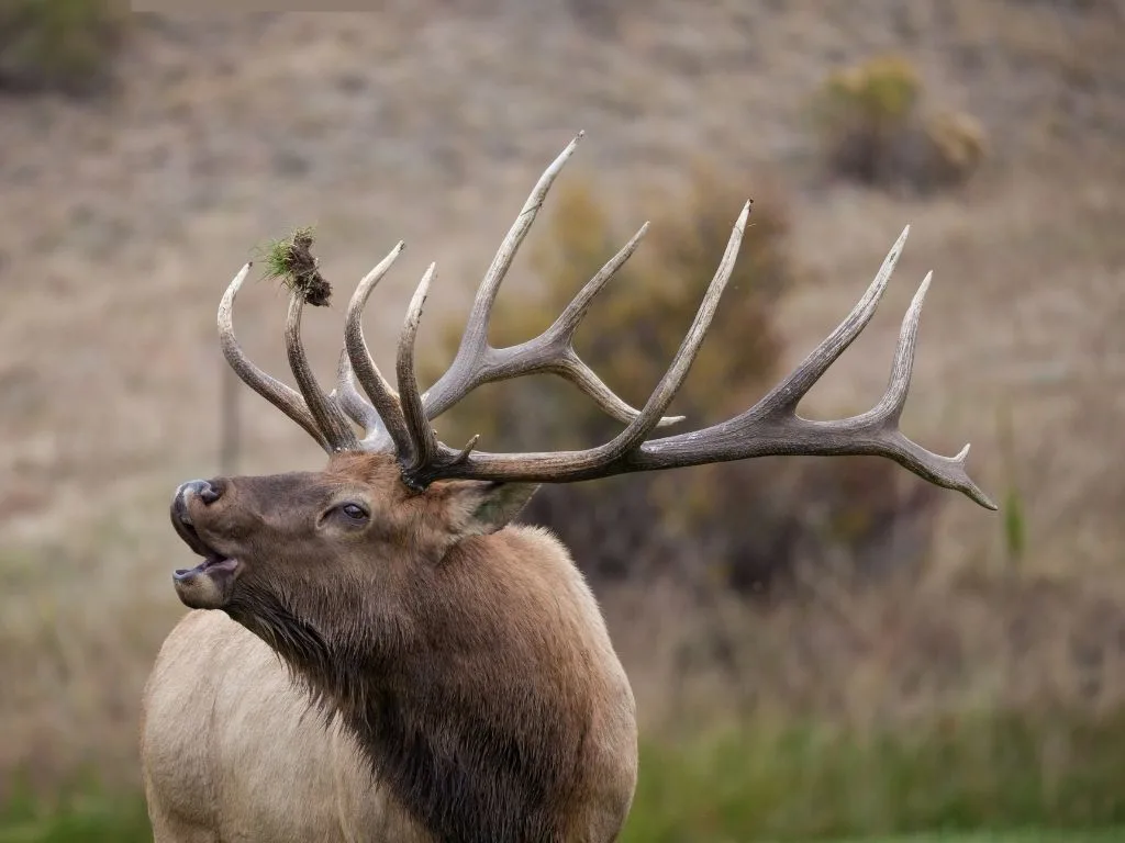Are Elk Dangerous? What to Know About Aggressive Behavior During the Rut and Calving Season
