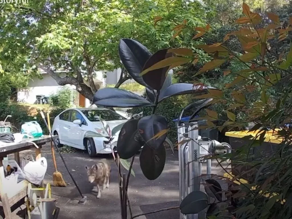 Video: Coyote Chases 3-Year-Old Through Front Gate in Pasadena—Mom’s Scream Sends It Running
