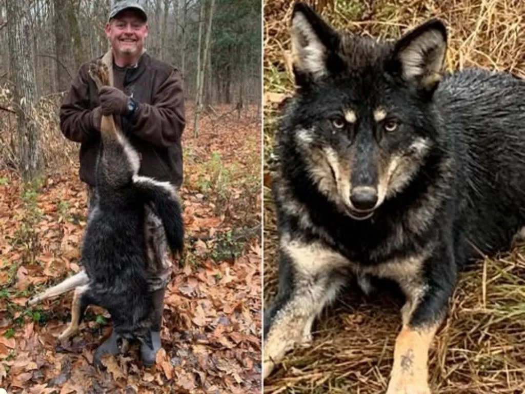 What Are Coydogs?