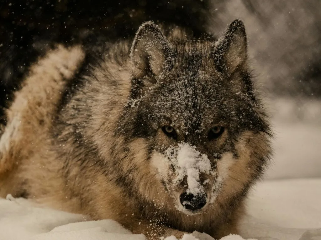 2026 Kalispell Wolf Banquet (Feb. 28): Flathead County Fairgrounds Details, Dinner, Raffles, Games & Auction