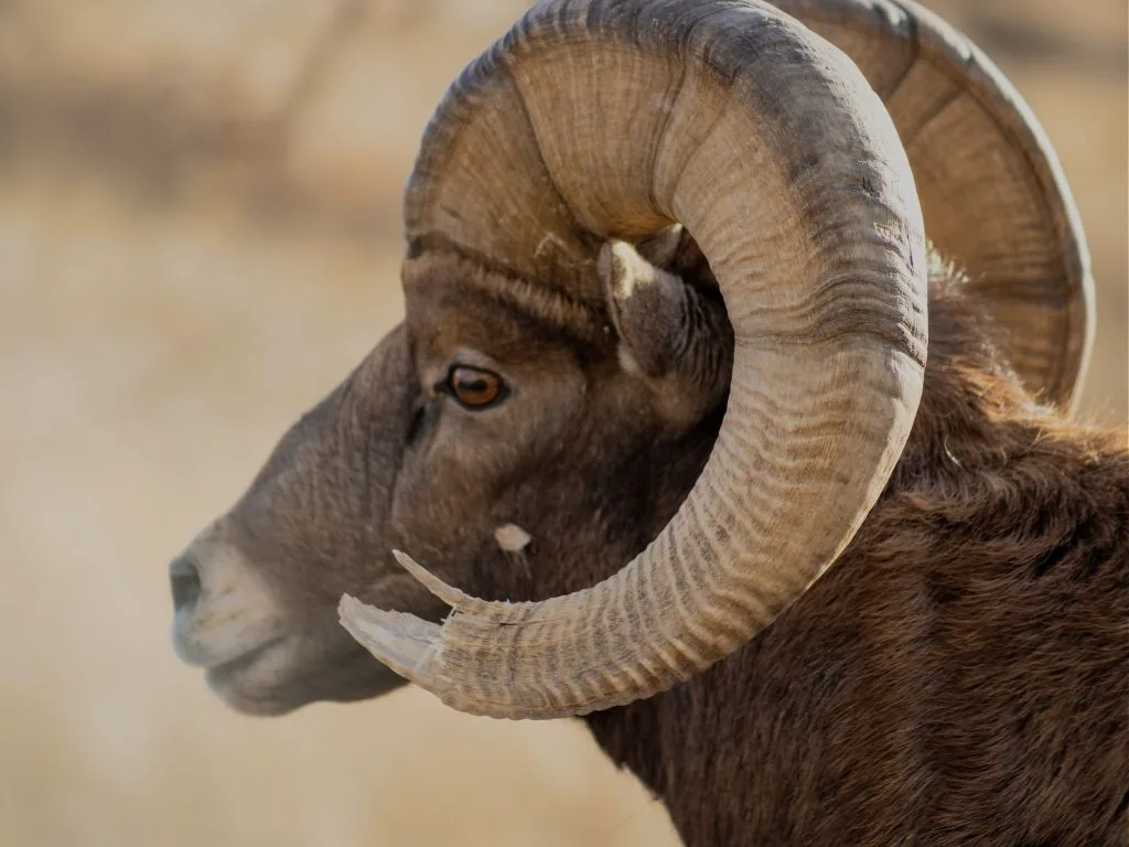 Montana Hunting Licenses Go on Sale March 1: What Opens, What Changed This Year, and What to Check Before You Buy