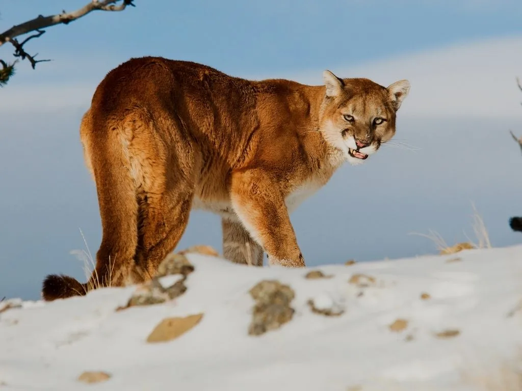 Montana Closes Male Mountain Lion Season in LMU 123 and LMU 340 After Sunset (Feb. 24, 2026)