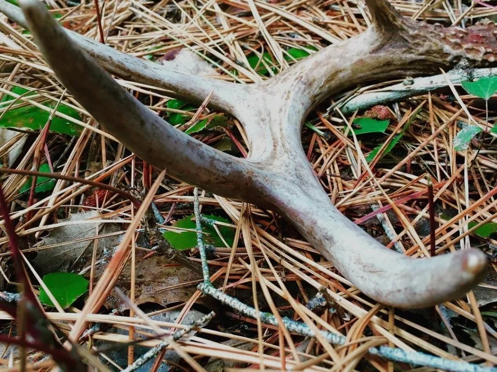Montana Shed Antler Hunting Rules for 2026: $50 Nonresident WMA License + 7-Day Waiting Period
