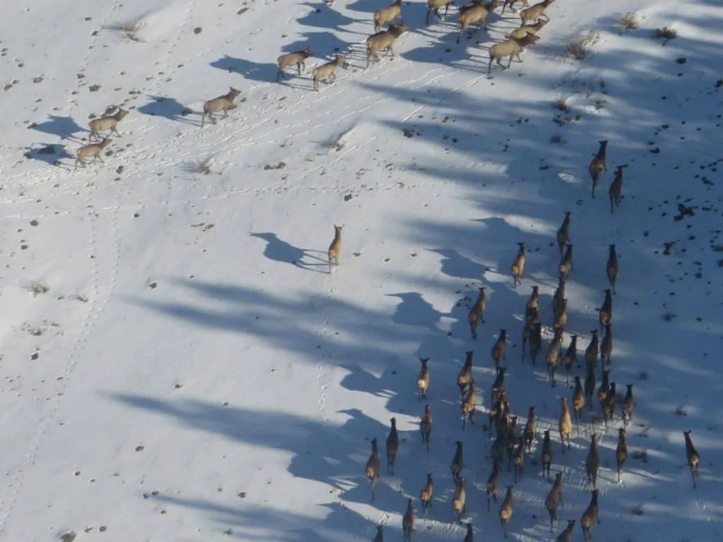 Montana Elk Don’t Follow a Script—How FWP Uses GPS Tracklogs to Survey Smarter