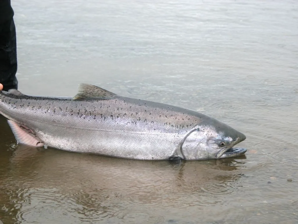 2026 Fort Peck Tournament of Kings (Montana): Dates, Entry Fee, $10K Daily Payouts + Random Weight Salmon Pots