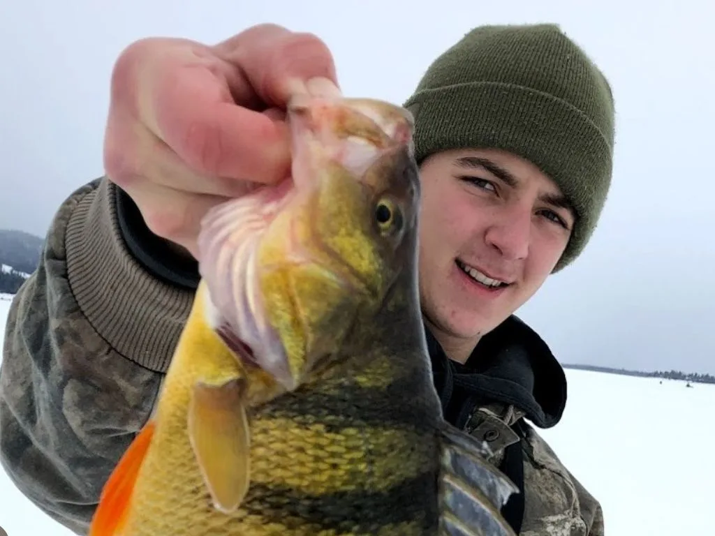 Lake Cascade Perch Debate: Would a 14-Inch Slot Limit Bring Back the 2-Pounders?