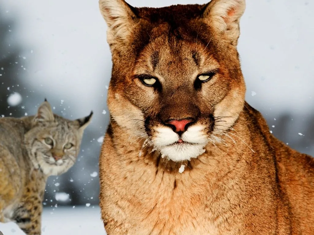 Montana Big Cat Closures: Region 6 Bobcat Season Ends Feb. 28; LMU 280 Male Mountain Lion Closes Feb. 27, 2026
