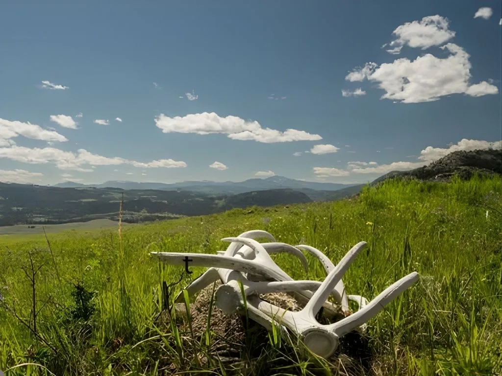 Blackfoot-Clearwater WMA Shed Hunting Opening Day 2026: May 15 Noon Access, Vehicle Entry Registration, and New Nonresident Rules