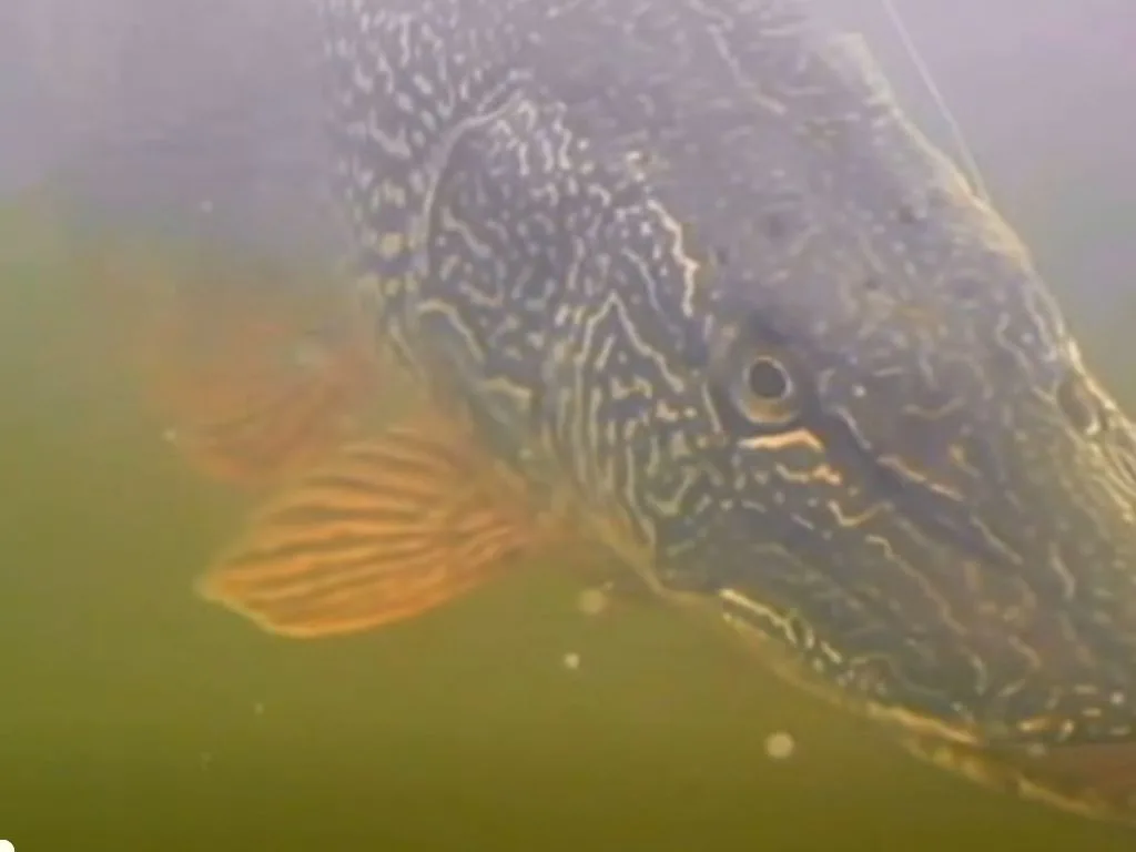 An Epic Ice Fishing Moment: Catching a Trophy Pike