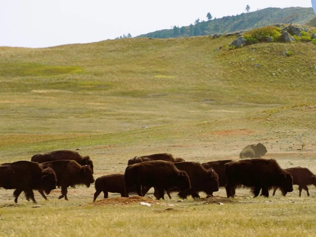 Tribal Rights and Bison Grazing: The Montana Debate