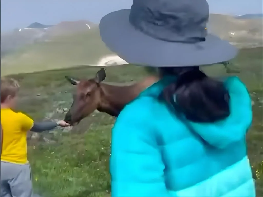 Don’t Feed Wildlife: A “Calm” Elk Can Bite in Seconds When Hand-Fed