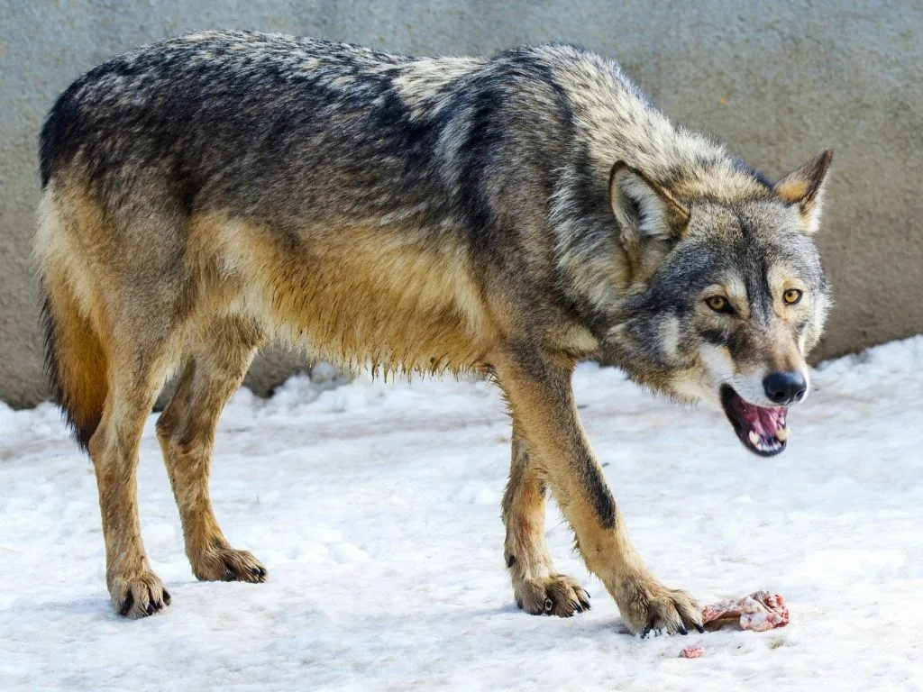 Montana FWP Reminder: These Hunting and Trapping Seasons Continue After the Feb. 28 License Deadline