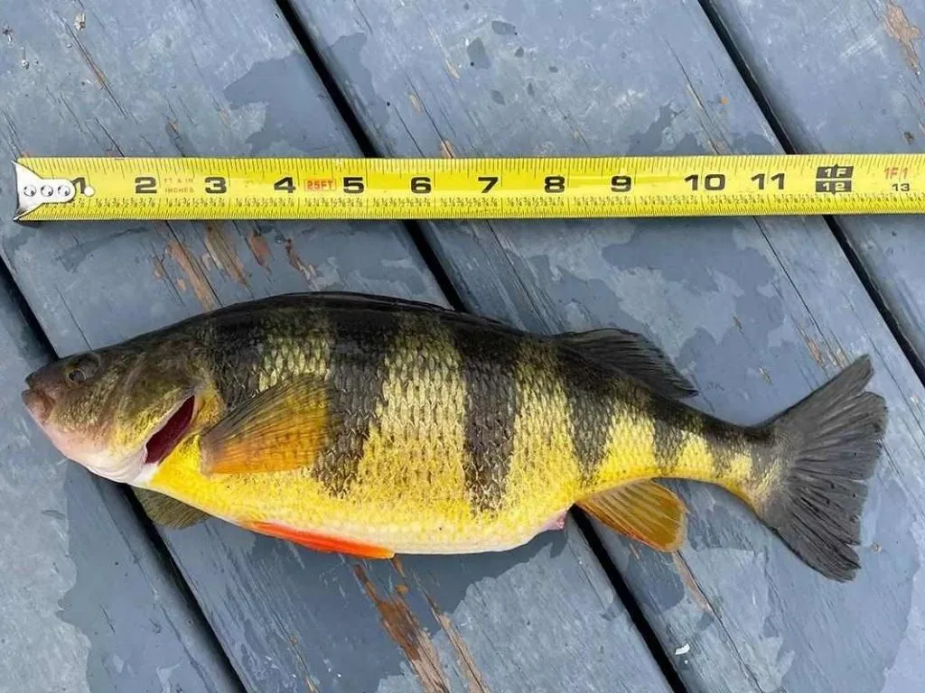 How to Catch Jumbo Yellow Perch: Bigger Lures, Seasonal Patterns, and a Simple Perch Recipe