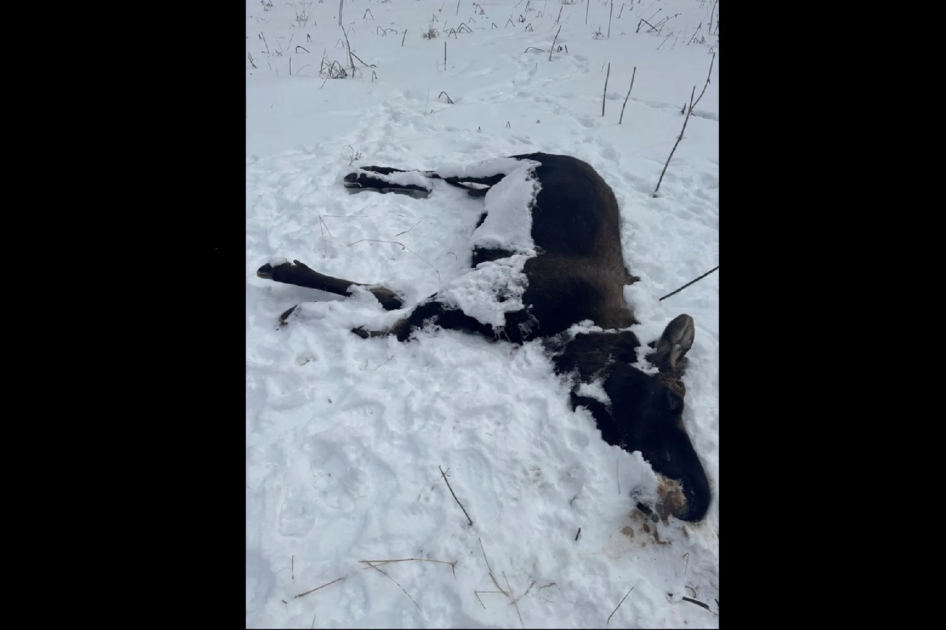 FWP seeking information on moose killed near Bozeman