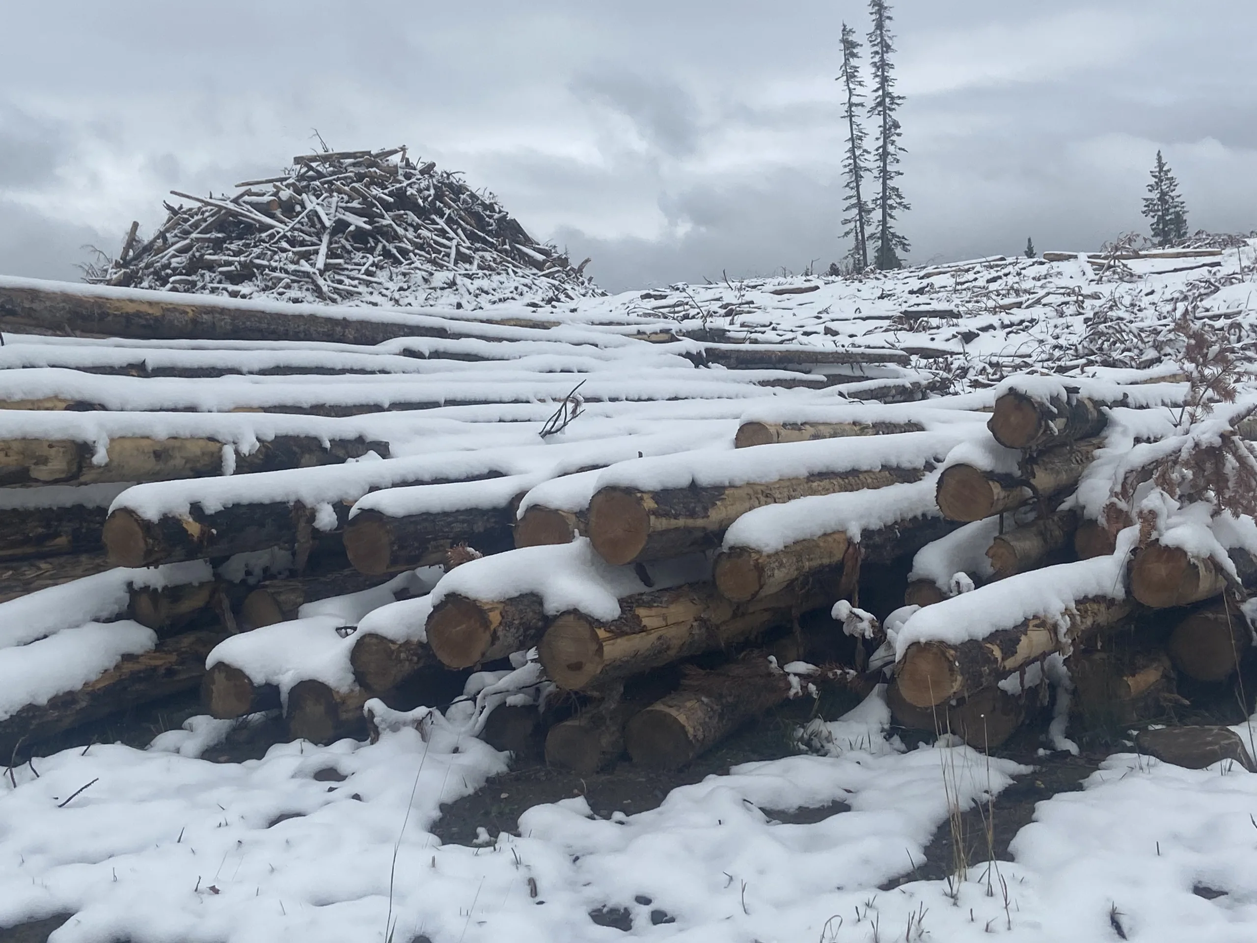 Forest Service Sets April 1, 2026 Helena Hearing on Montana “Tri-Forest” Sustained-Yield Unit for Timber Supply