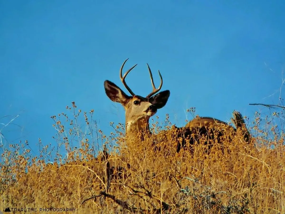 Idaho Lethally Removed 82 Mule Deer From a Captive Elk Facility—Here’s Why CWD Risk Drove the Decision