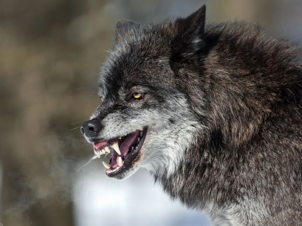 Montana Wolf Harvest Update: 241 Taken So Far (Out of 452) — Regional Breakdown, Open Units, and Season Dates