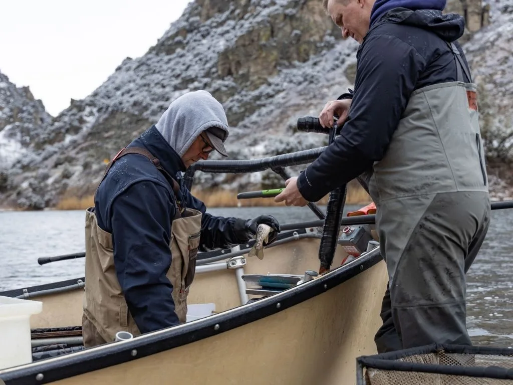 Montana FWP’s Spring Electrofishing on 7 Rivers: What Anglers Need to Know About Tagged Trout (and Rewards)