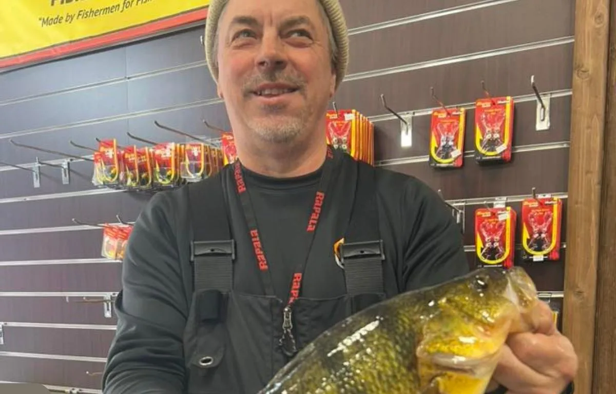 Devils Lake Jumbo Perch Could Break North Dakota Record: 16.5 Inches, 2.99 Pounds (Unofficial)
