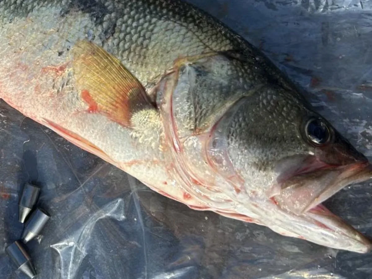 Lake Fork Tournament Cheating Scandal: Angler Accused After Weights Found Inside Largemouth Bass
