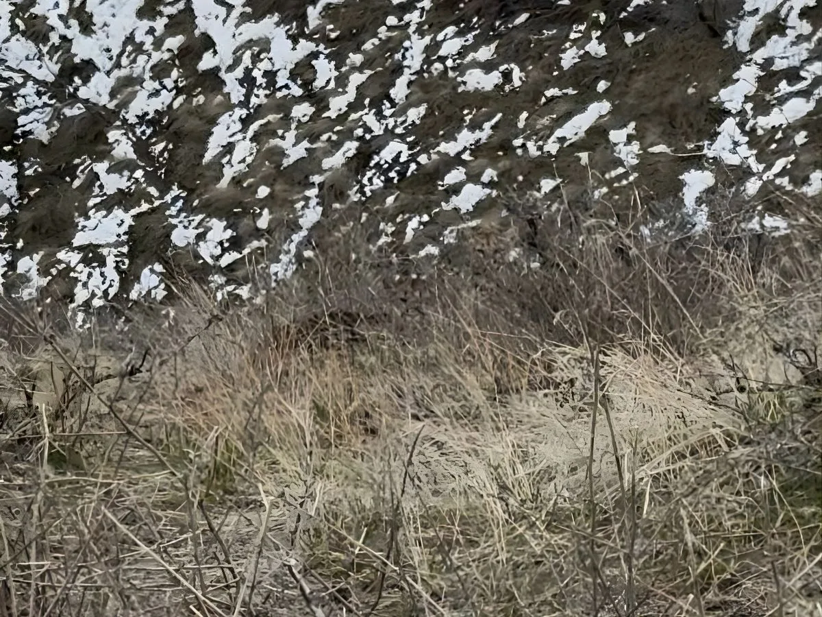Idaho Shed Hunter Stumbles on Two Napping Mountain Lions—Can You Spot Them in the Photos?