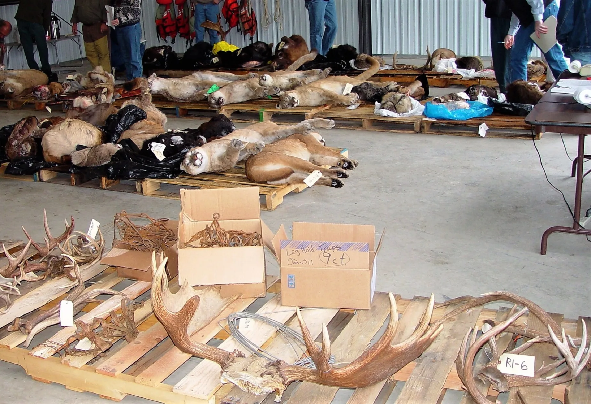 Annual Fish and Game fur auction to run online April 6-20