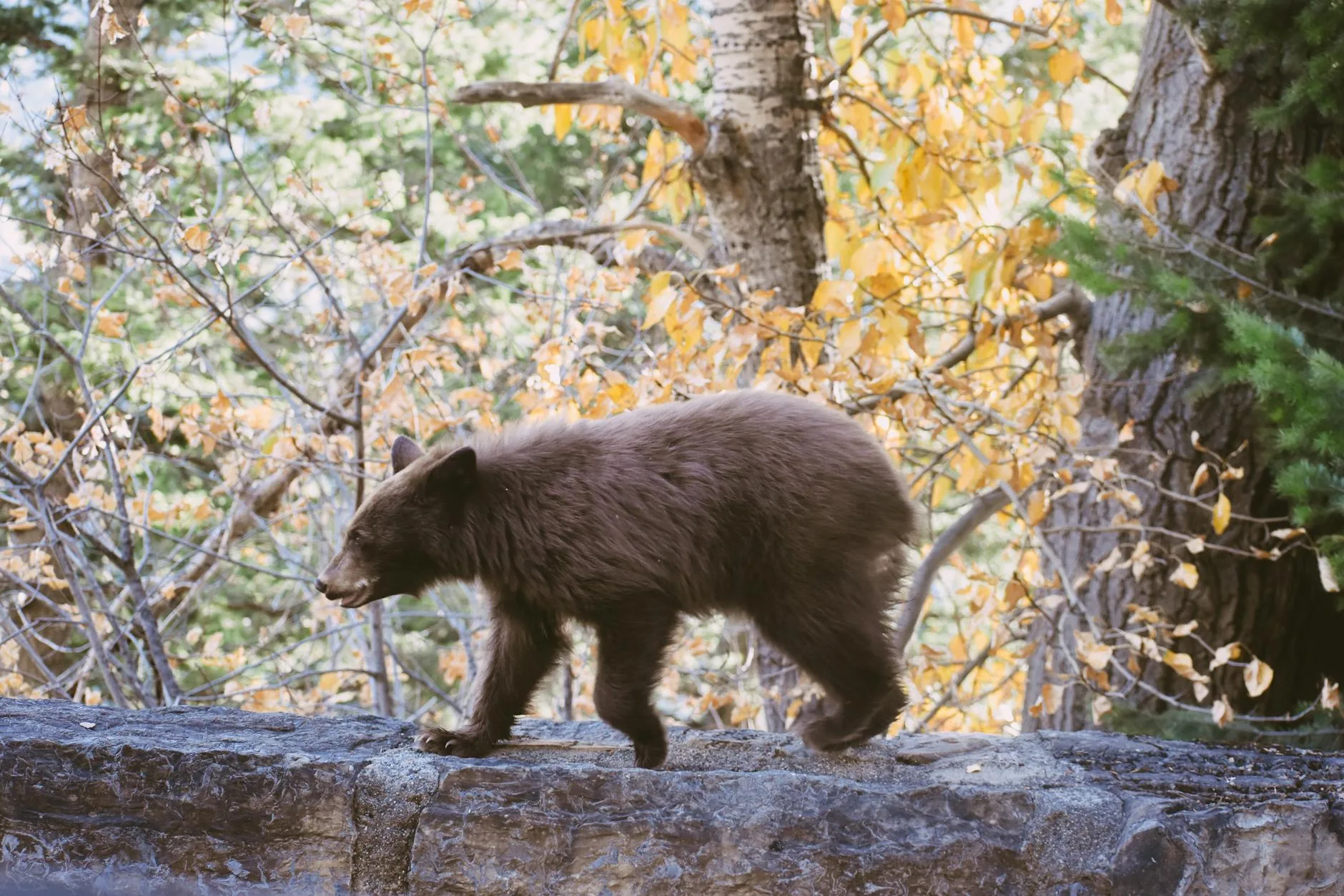 How to Age a Black Bear in the Field: Montana 2026 Guide