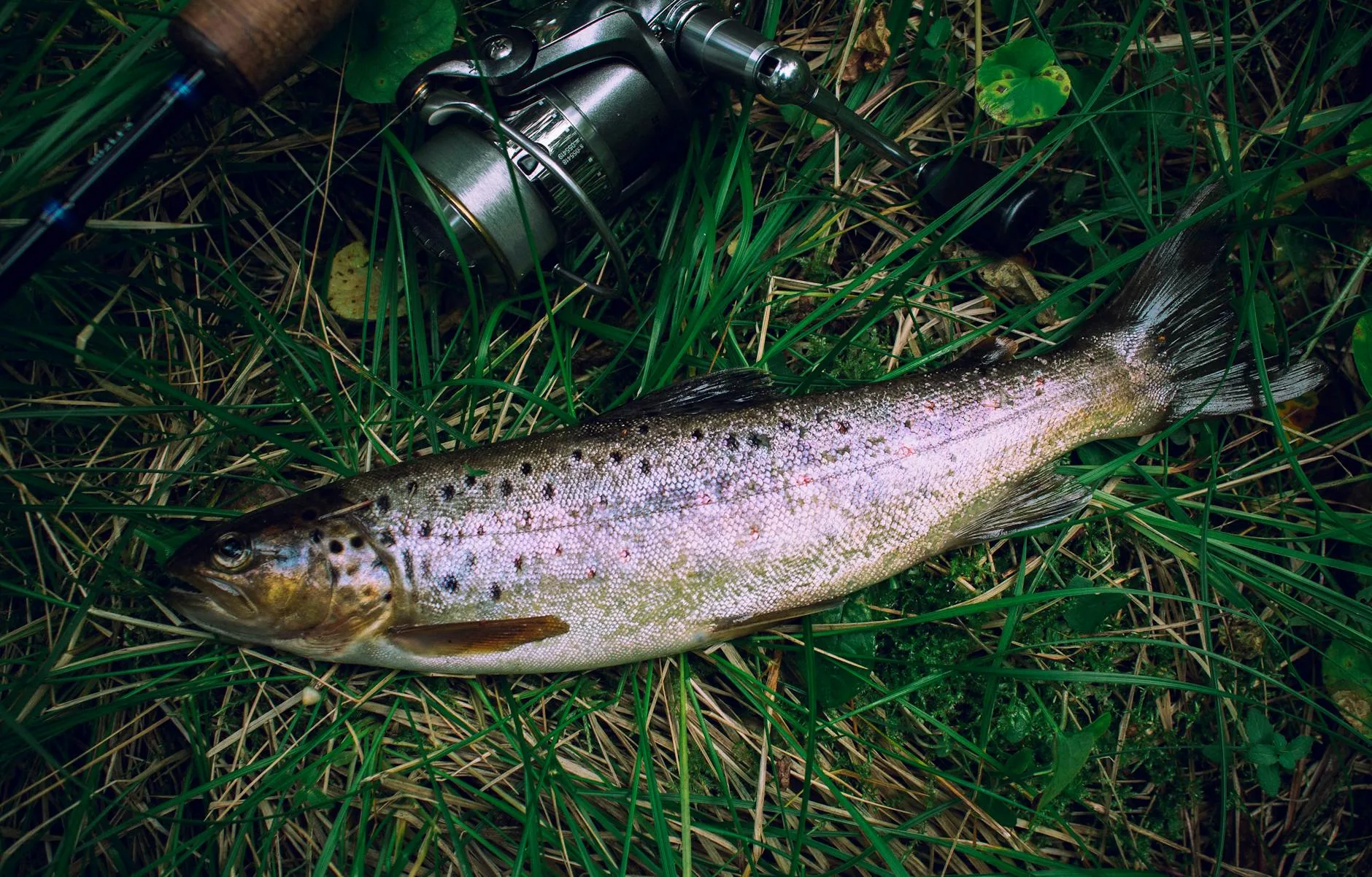 Why the San Juan Worm Catches Montana’s Biggest Trout (Even If Purists Hate It)