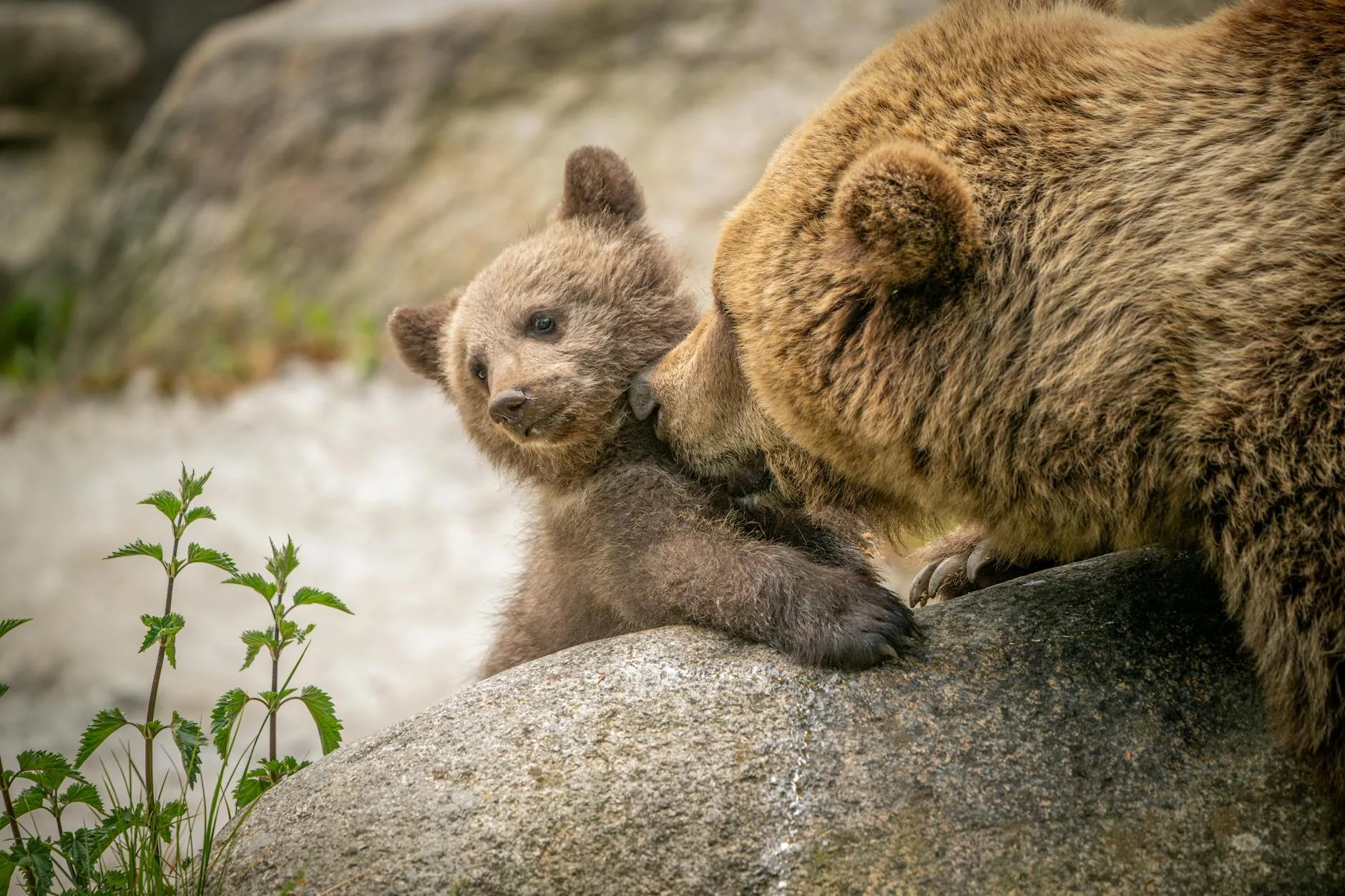 Montana Bears Emerging in February 2026: What Shed Hunters and Spring Outdoorsmen Must Know