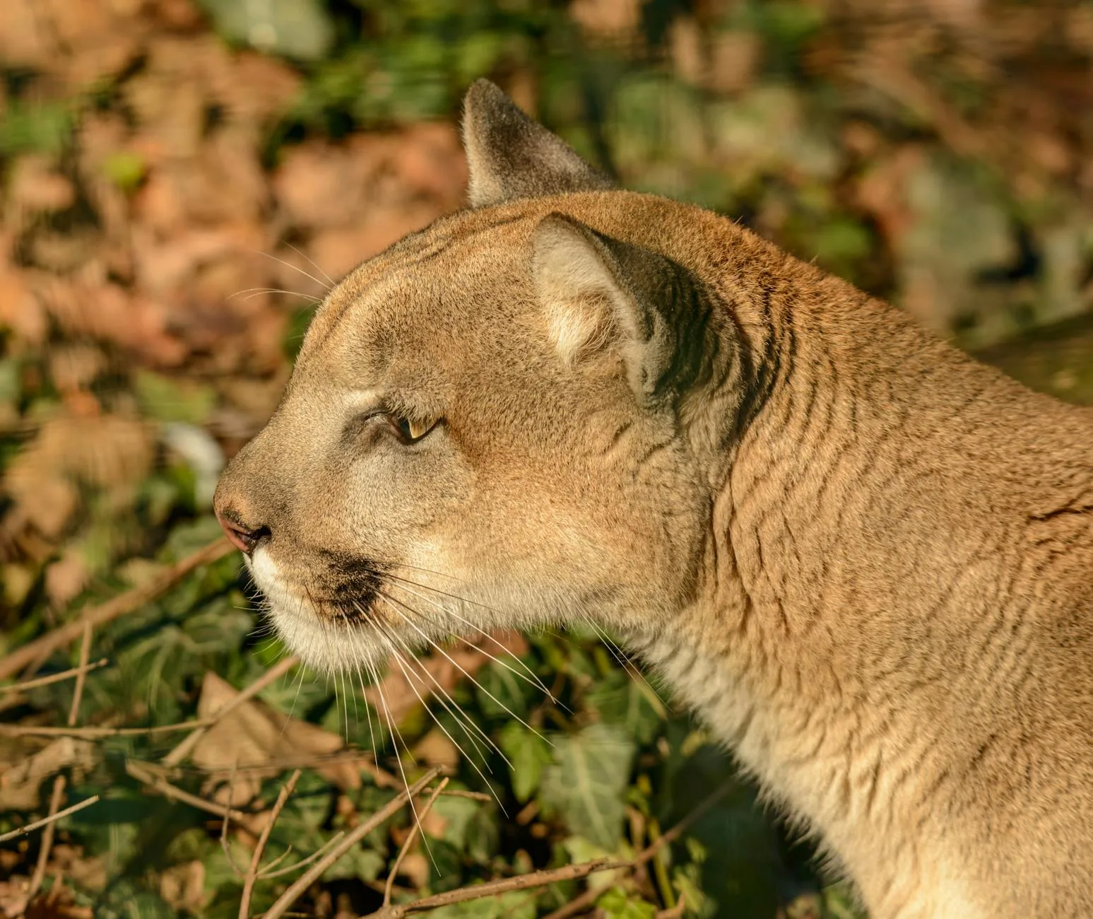 Montana FWP Cracks Down as Illegal Lion Kills Spike This Spring
