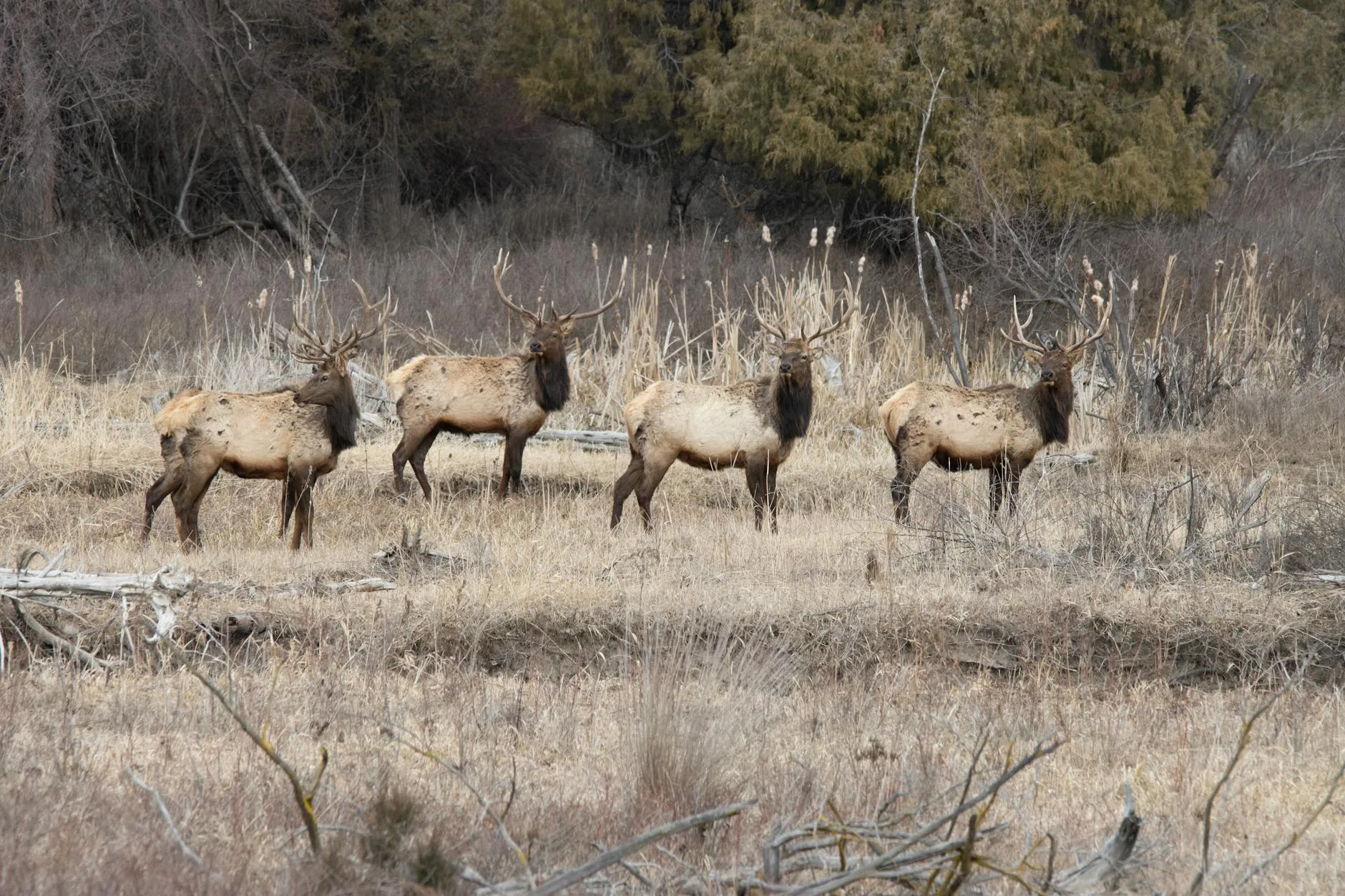 Montana Shed Hunting Now: Hit These Elevations Before Green-Up Buries Everything