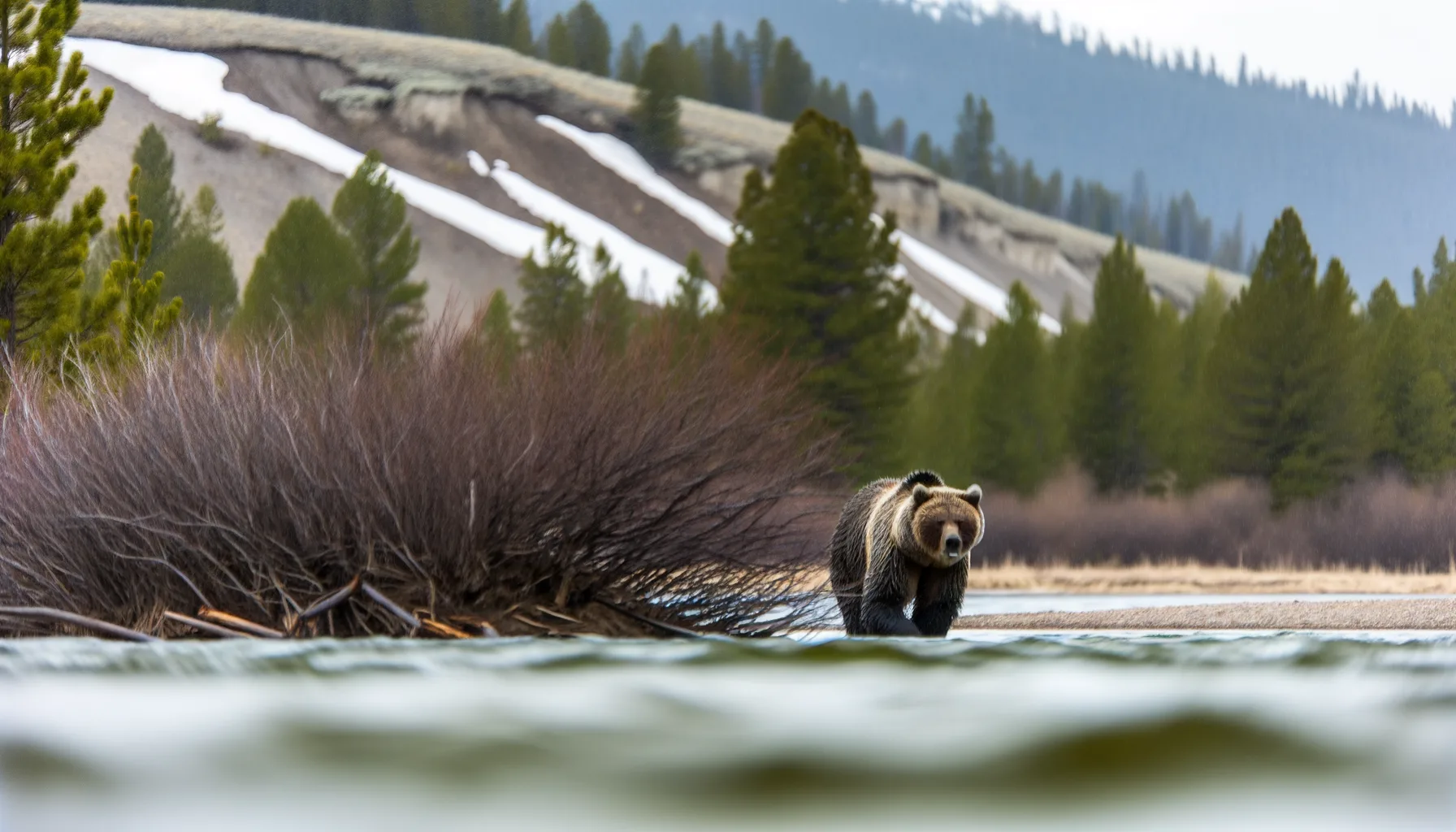 Grizzlies Active Near Flathead River: What Anglers and Hikers Must Know This Spring