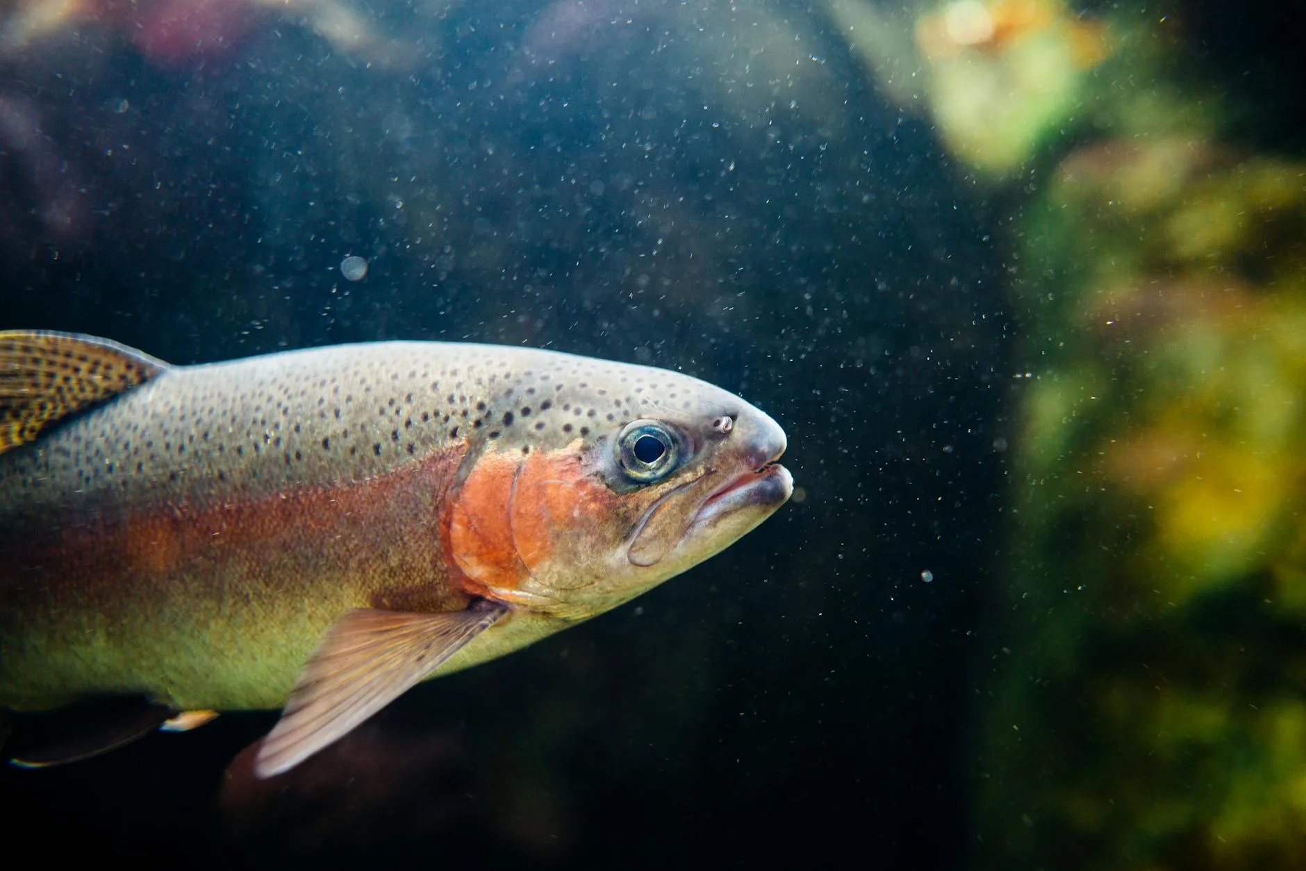 Beyond Maclean: 7 Fly Fishing Books Every Montana Angler Must Read