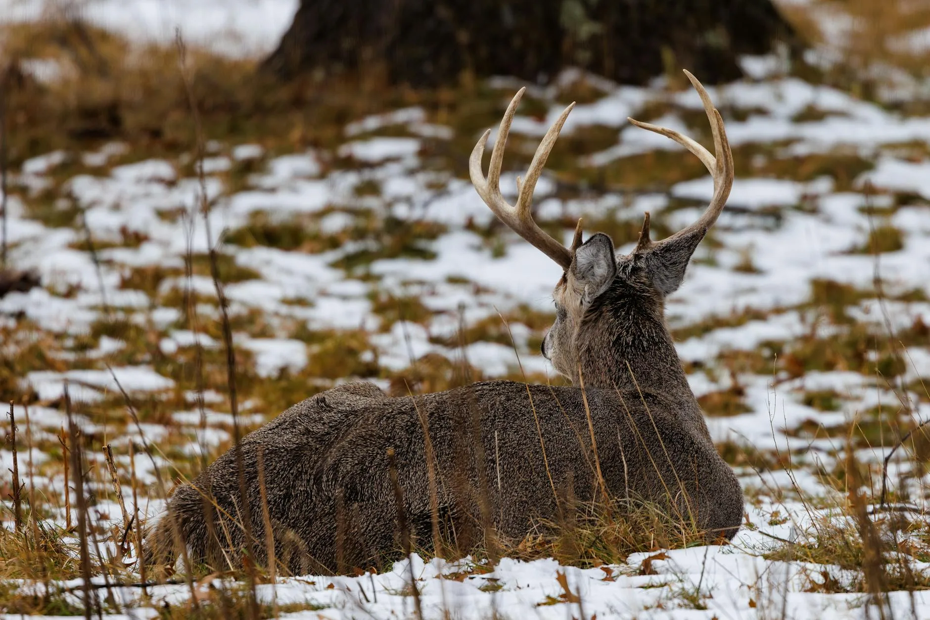 Reminder: Blackfoot-Clearwater Wildlife Management Area vehicle registration for shed hunters opens April 1