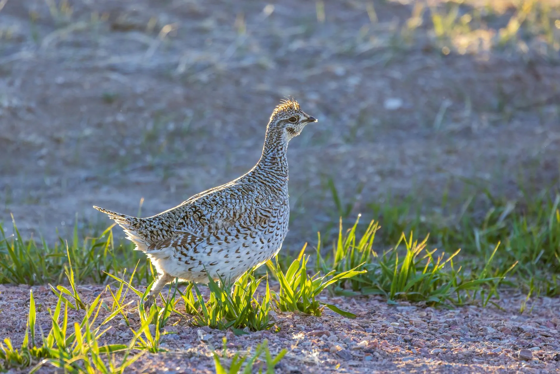 Sage Grouse Lawsuits Stack Up — What Montana Upland Hunters Need to Know Right Now