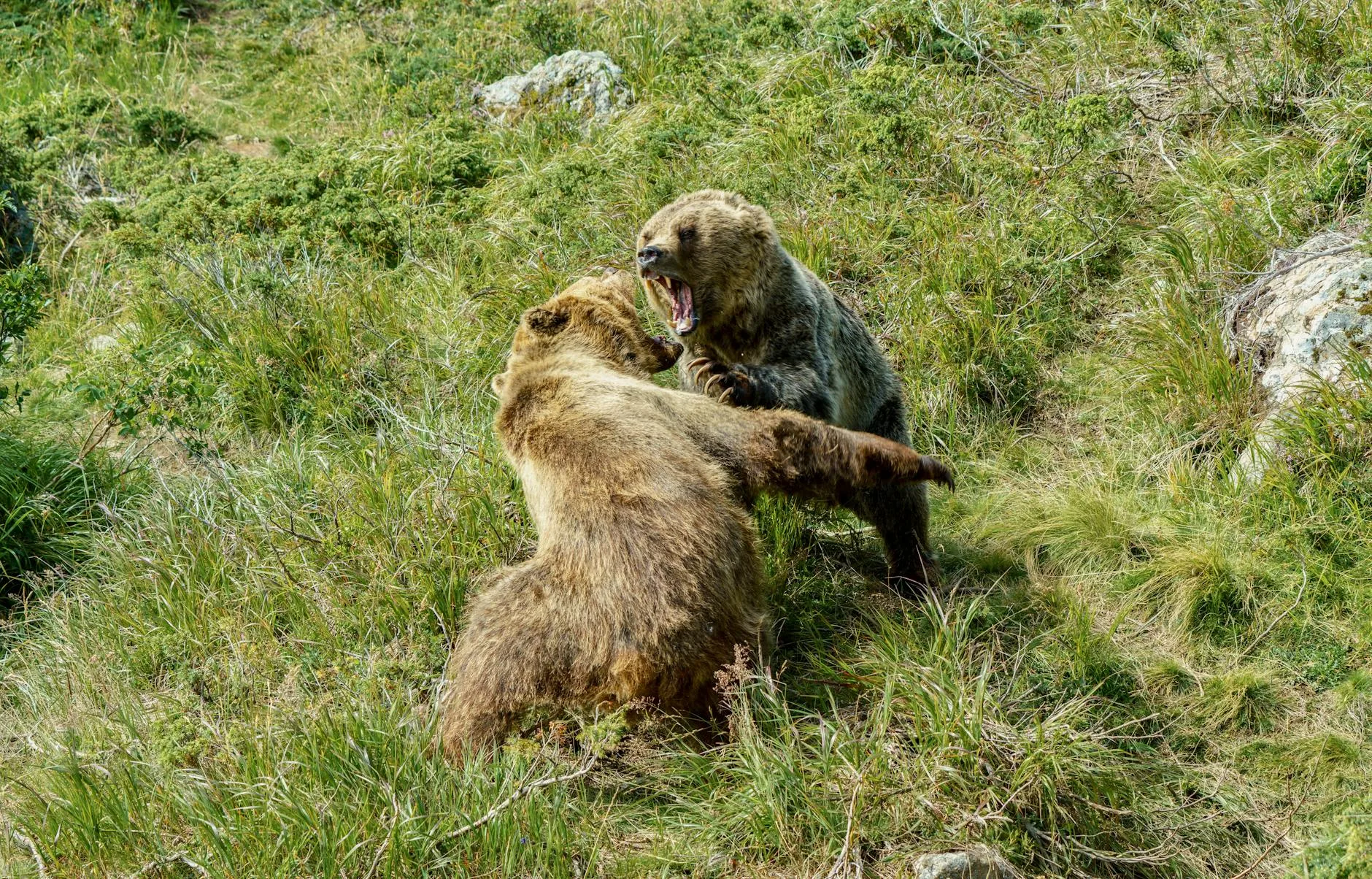 Six Wolves vs. One Grizzly: Who Really Wins in Montana?