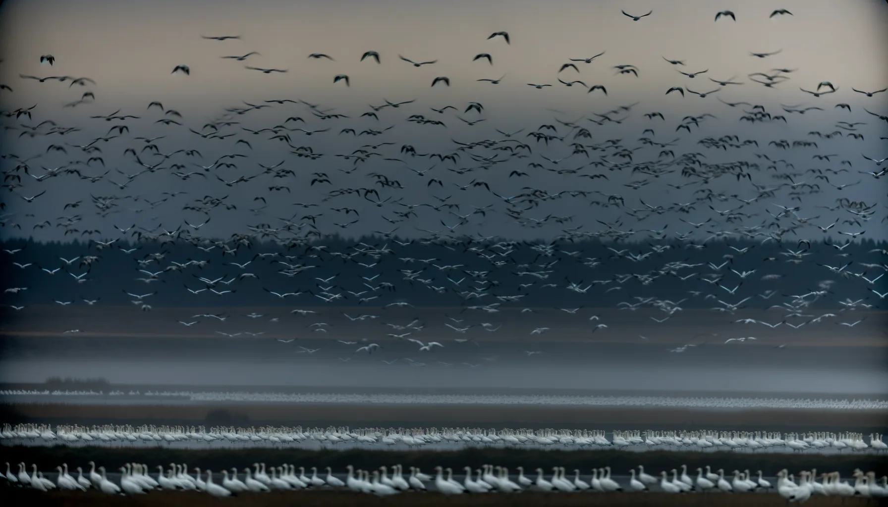11,000+ Geese and Hundreds of Tundra Swans Flood Freezout Lake: Peak Spring Migration Timing, Viewing Tips, and What It Means for Montana Hunters