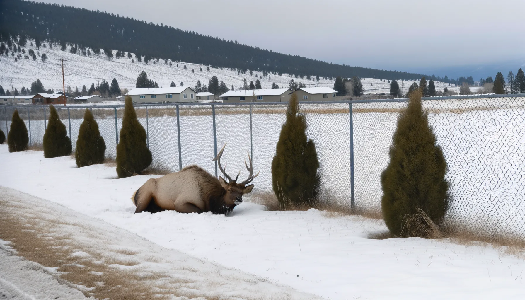 The Silent Killer in Your Neighbor’s Yard: Why Japanese Yew is Dropping Montana Elk