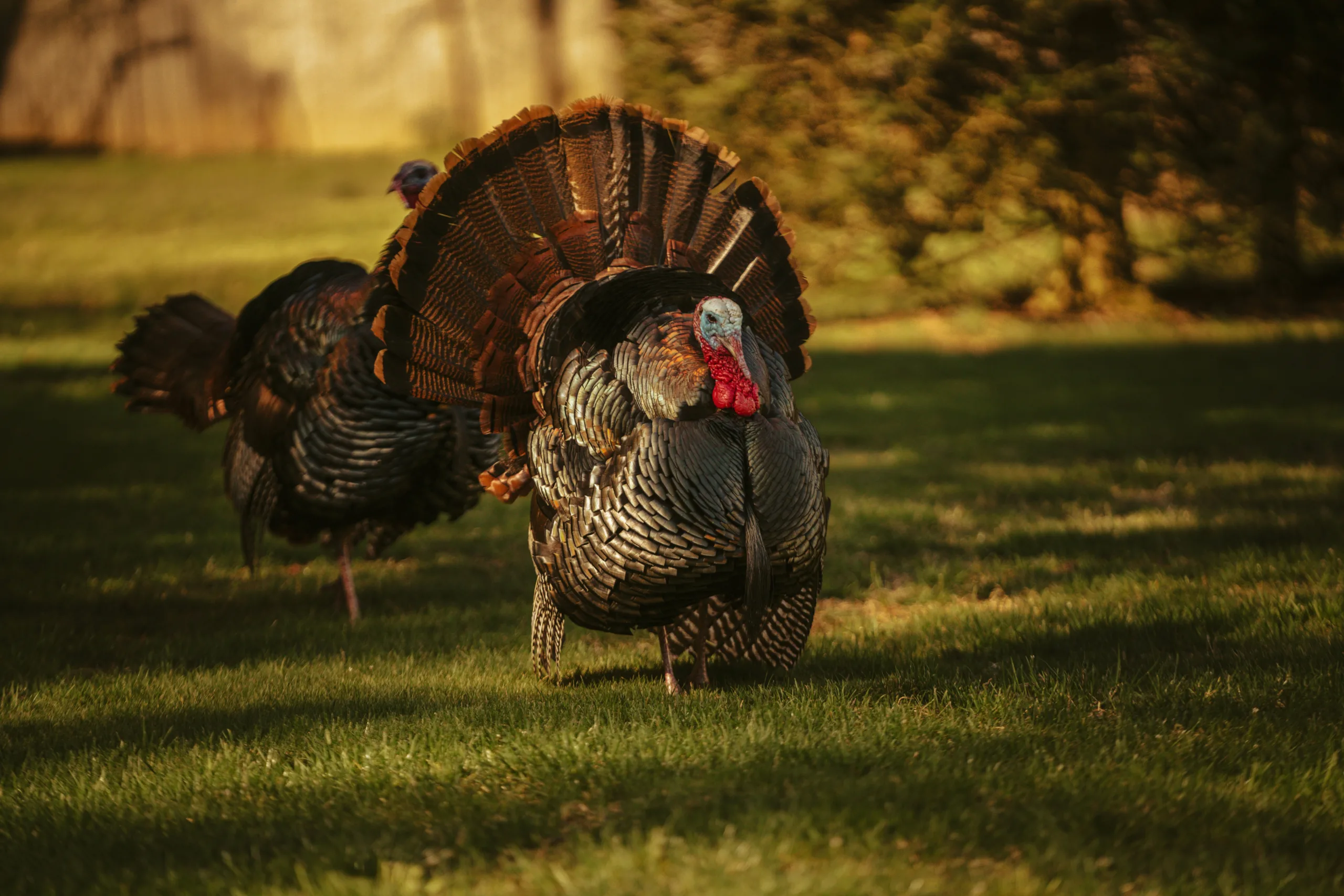Realtree’s Spring Thunder Heads West — What Montana Merriam’s Hunters Can Learn From It