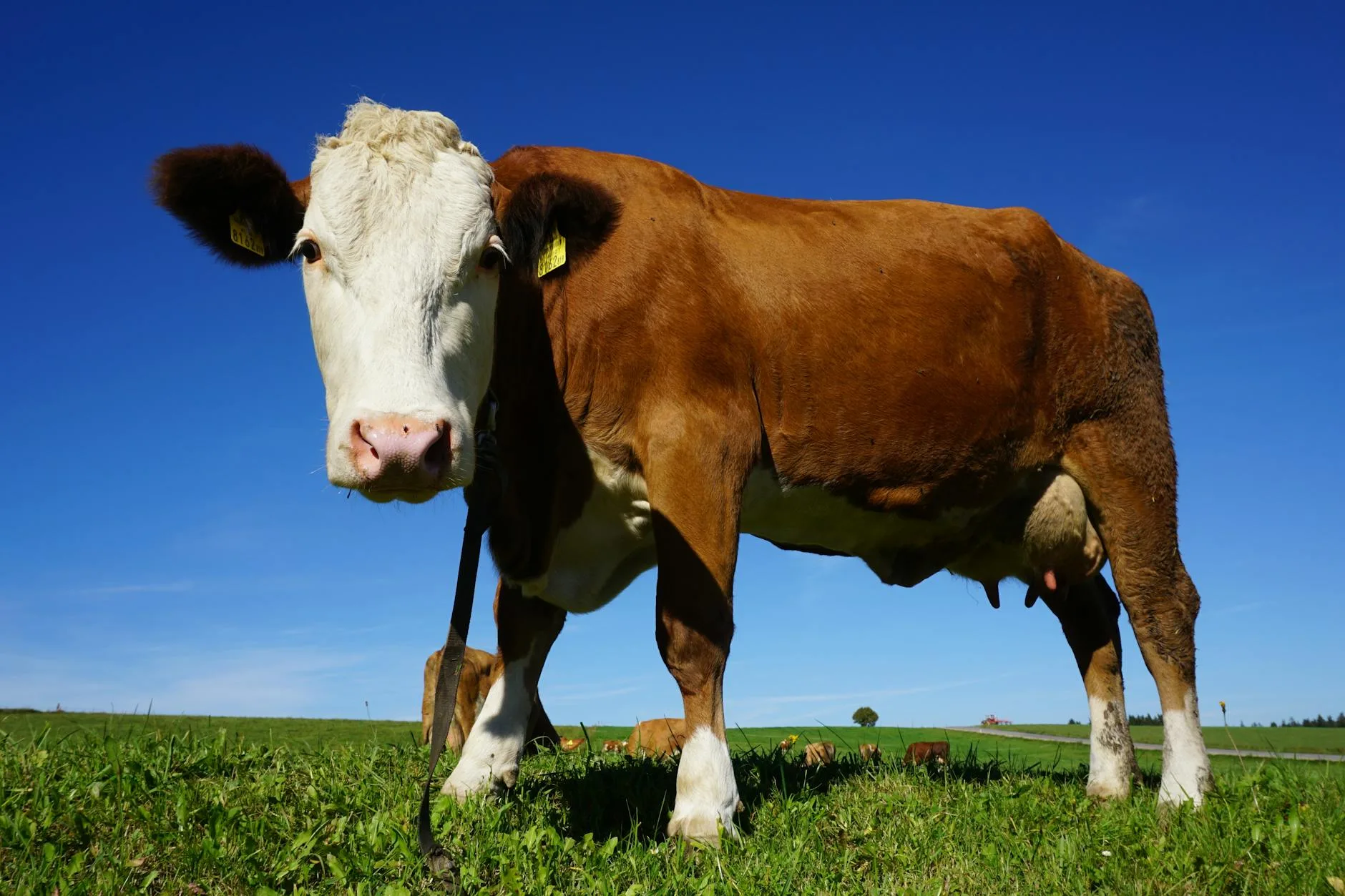 USDA Meat Labels: What Montana Ranchers Need to Know
