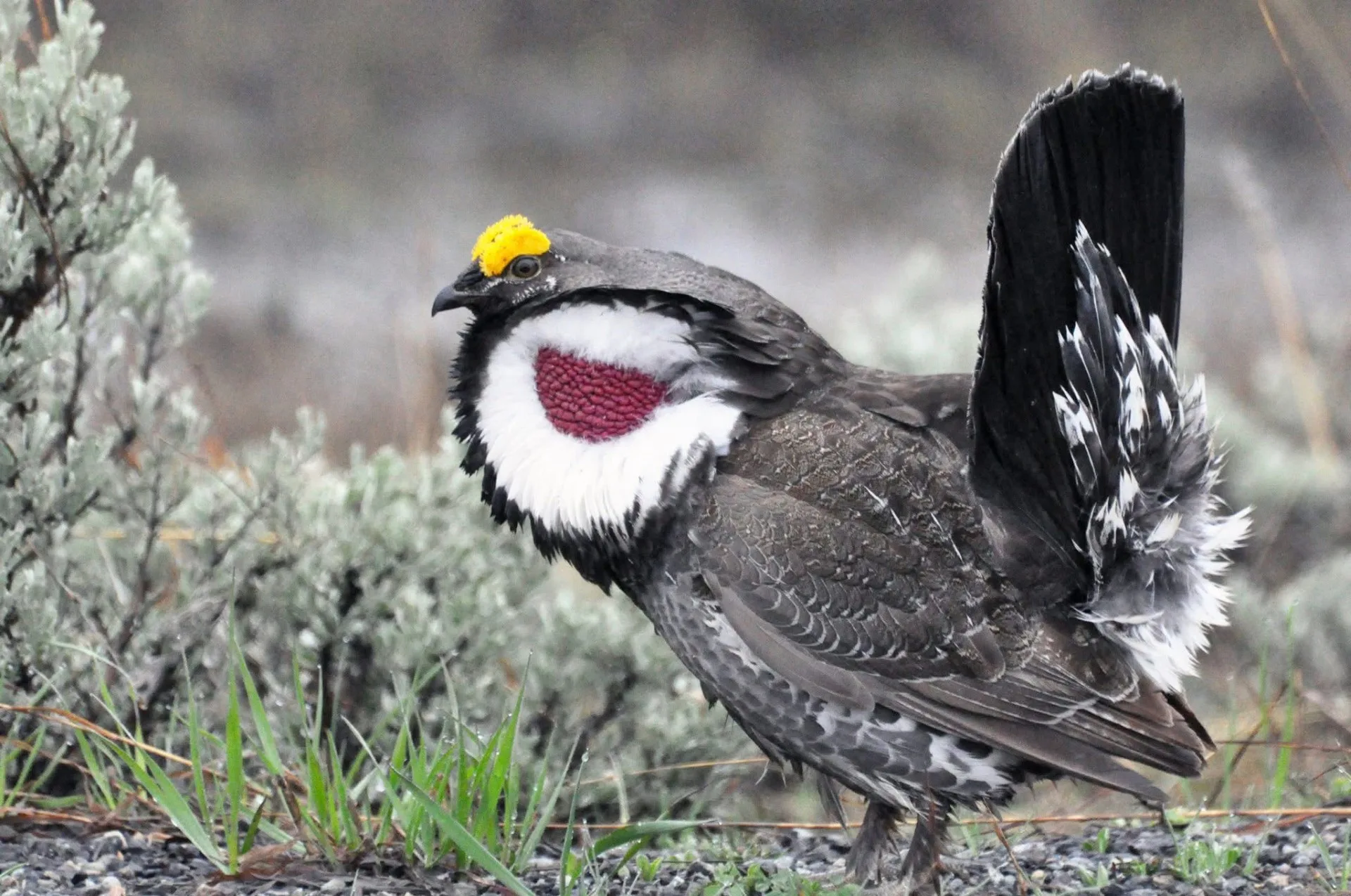 Biologists observe leks to estimate bird populations