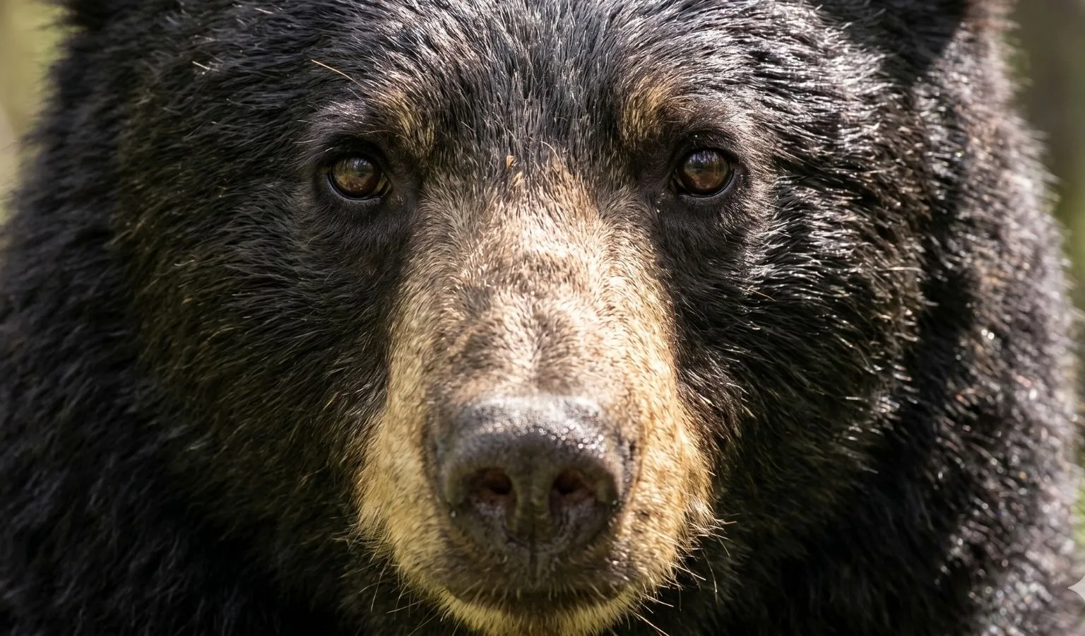 NOTICE OF SPRING BLACK BEAR CLOSURE BMUs 300, 301, 319, 580