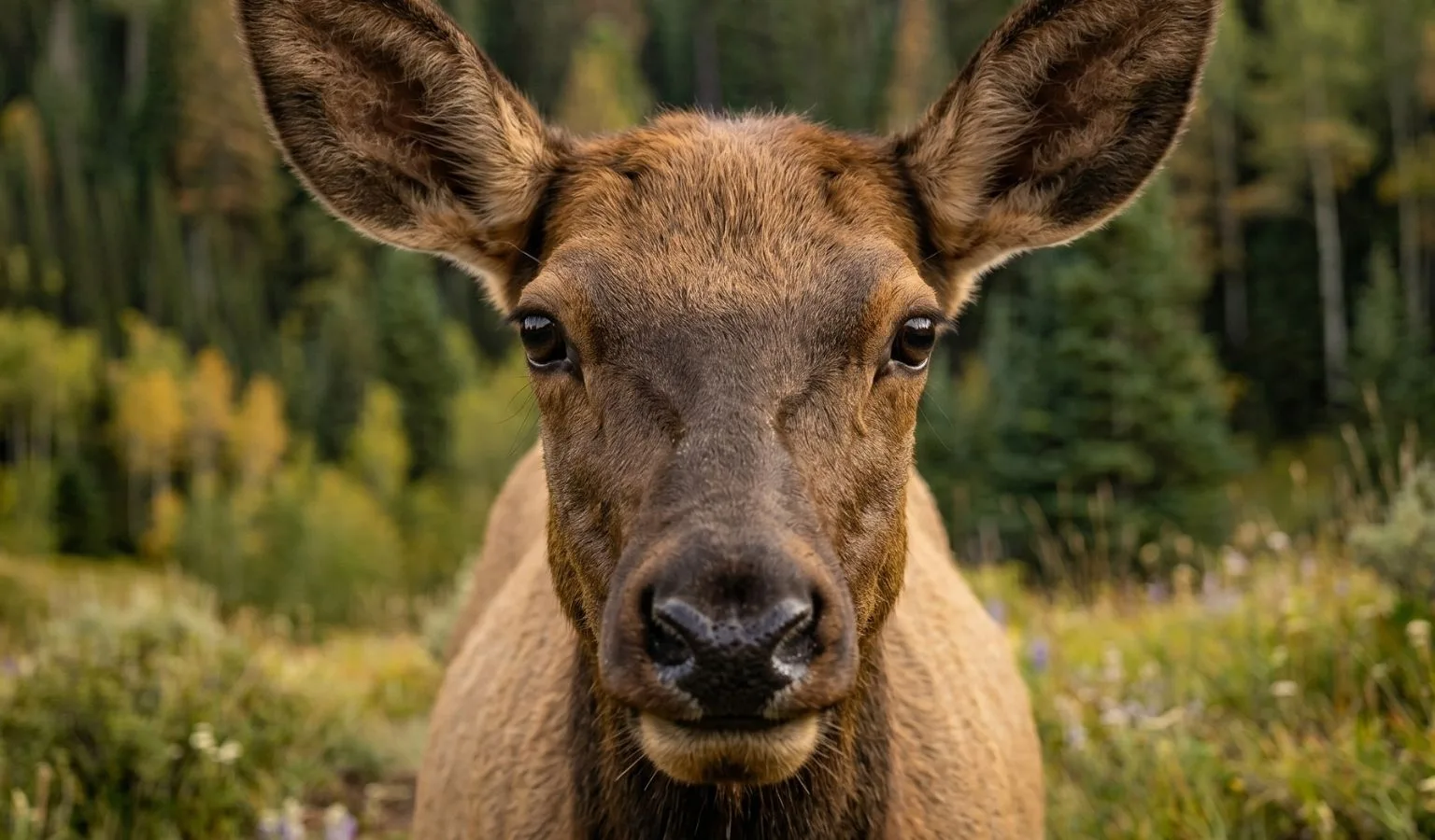 Series of Montana poaching crimes leads to lifetime loss of hunting and fishing privileges for Tennessee man