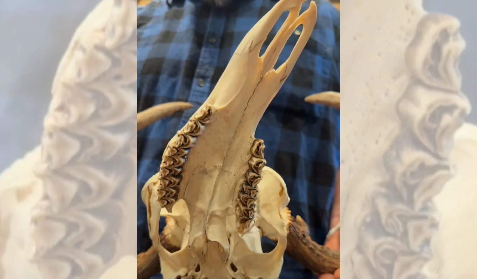 The Case of the Twisted Trophy: Nature’s Face-Leaning Buck