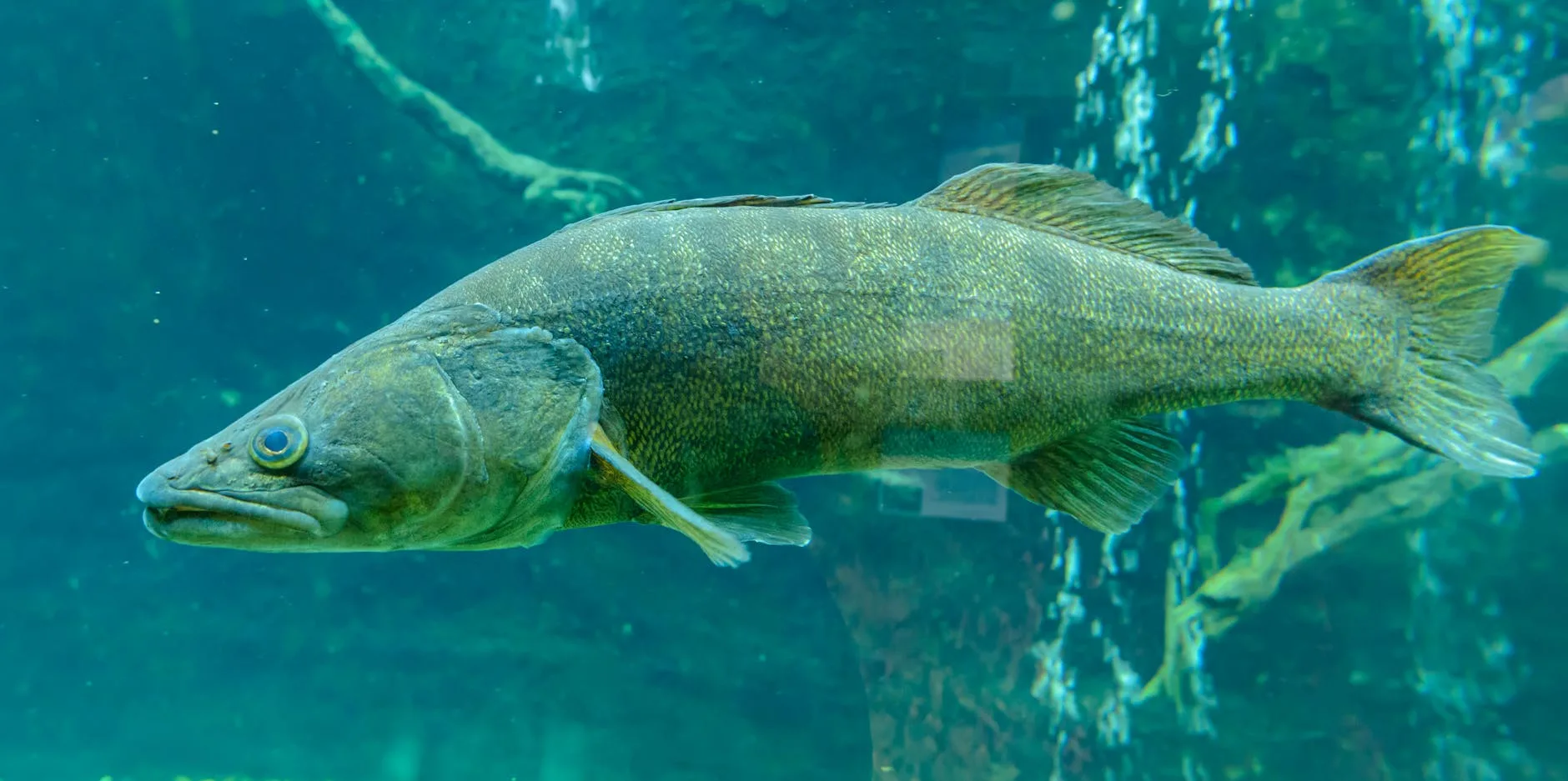 Fort Peck Post-Spawn Walleye: Where the Big Females Go Next